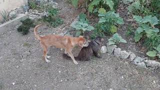 Lovely and cute pets 😍 ❤️ #shortvideo #shorts by Hermenia Sacyap 232 views 13 days ago 28 seconds