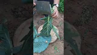VD 656567 mini rotary tillage and ridging all-in one tree 🌴