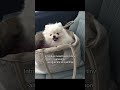 Puppy tips that worked for us!! #puppytips #newyork #pomeranian #puppytraining #usa