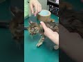 ノミだらけで見つかった捨て子猫2匹の初めての病院　#shorts