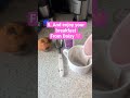 How to make caramelized biscuit brew with Daisy 🩷☕☕