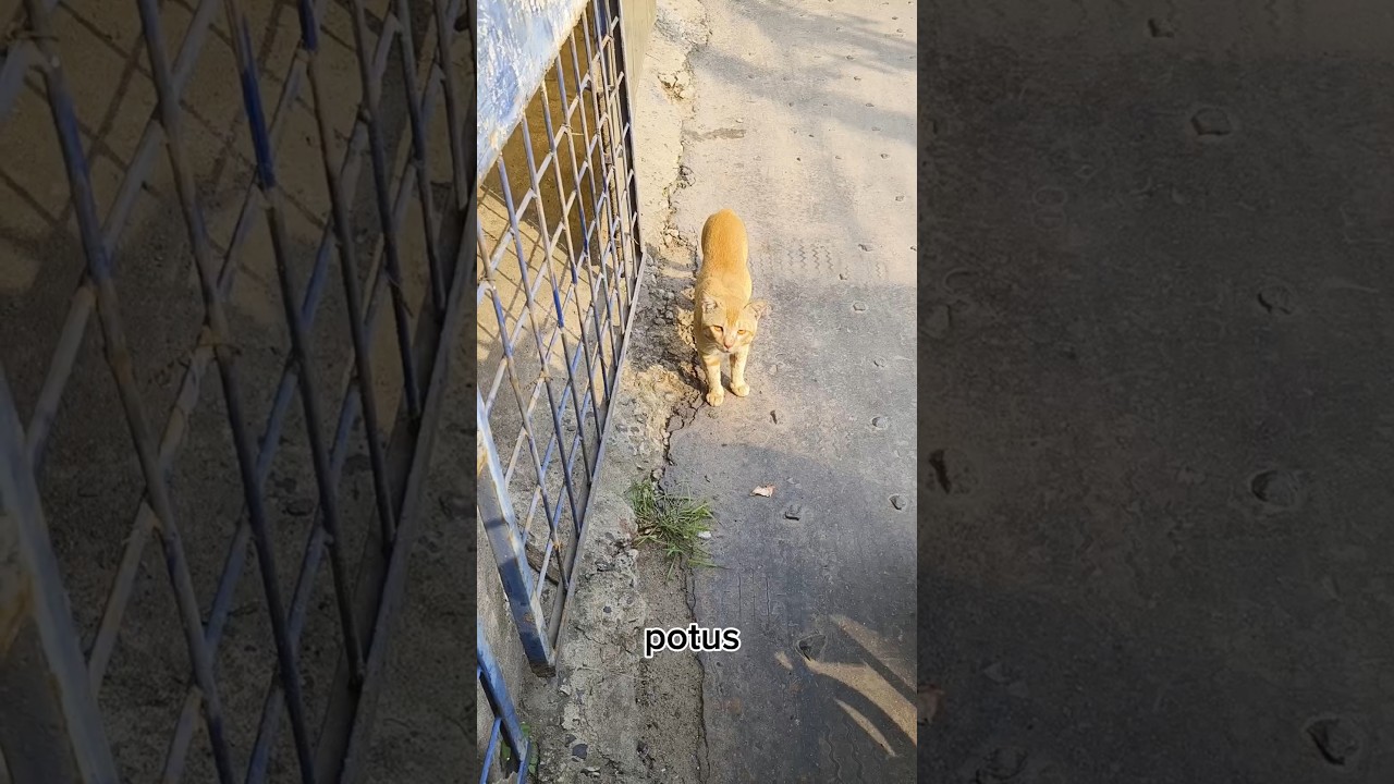 These hall cats in India are very scary 