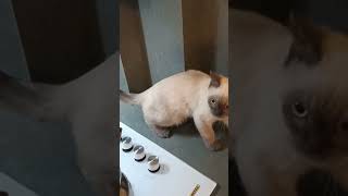 Pamuk Buraya Nasil Çikti Neden Çikti Sevi̇mli̇ Kedi̇ler Komi̇k Vi̇deolar Komi̇k Kedi̇ler