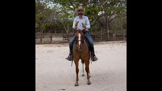 ¿cuanto tiempo lleva arrendar un caballo? etapas de entrenamiento