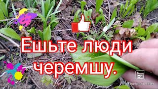 Ешьте люди черемшу будете здоровы.#черемша #дача #теплица #