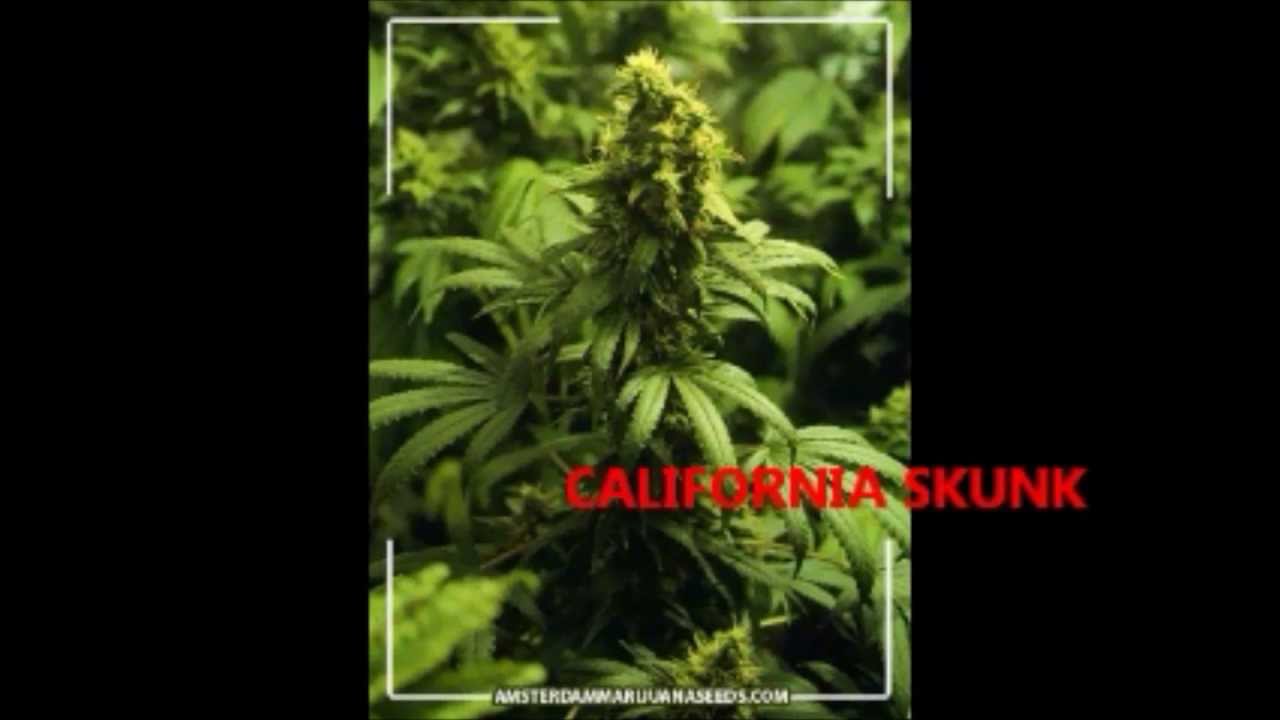 Original music from the mesa arizona rap hip hop H2FLOW