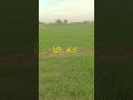 wheat crop