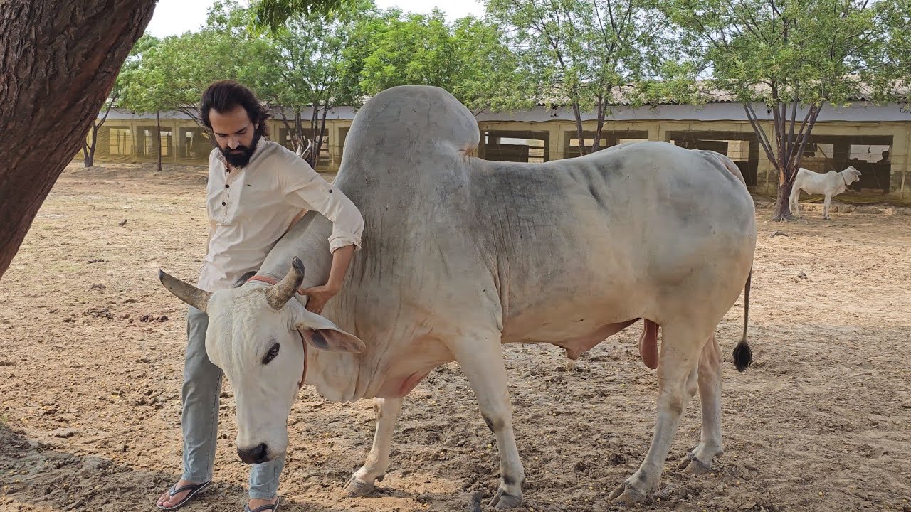 KITNA FIT HO GAYA AB KARO DARSAN RUDRANATH KE OR VEER SAHU BHAI KE kitna-fit-ho-gaya-ab-karo-darsan-rudranath-ke-or-veer-sahu-bhai-ke
