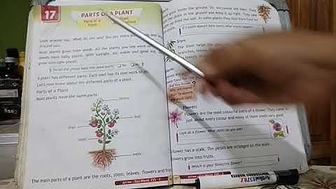 class-2 ,EVS,Lesson 17,PARTS OF A PLANT, Explanation