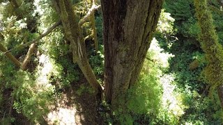 Save the Central Walbran Valley! (Drone Footage) - Canada's Grandest Ancient Forest at Risk