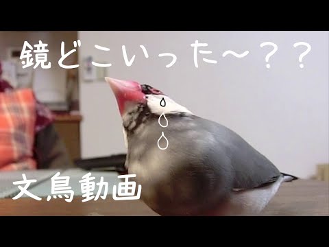 飛んで無くなる鏡のトンネル　不思議がる桜文鳥ほーちゃん　文鳥動画