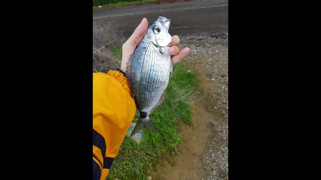 LRF για Χειμωνιάτικα Μελανούρια στον Κορινθιακό (100% CnR)