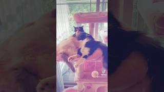 Meet Cindel \u0026 Sienna! Just a couple cute cats living their best life! ☺️ #kitten #kitty #cat #cute