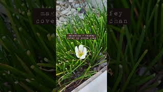 Magnolia - Laufey (Cover by Chloe Chan)
