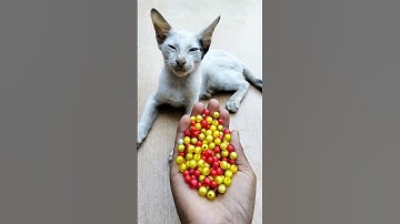 Satisfying Cat ASMR 😻 Reverse Magic#shorts #cat #asmrvideos #beads #satisfyingasmr