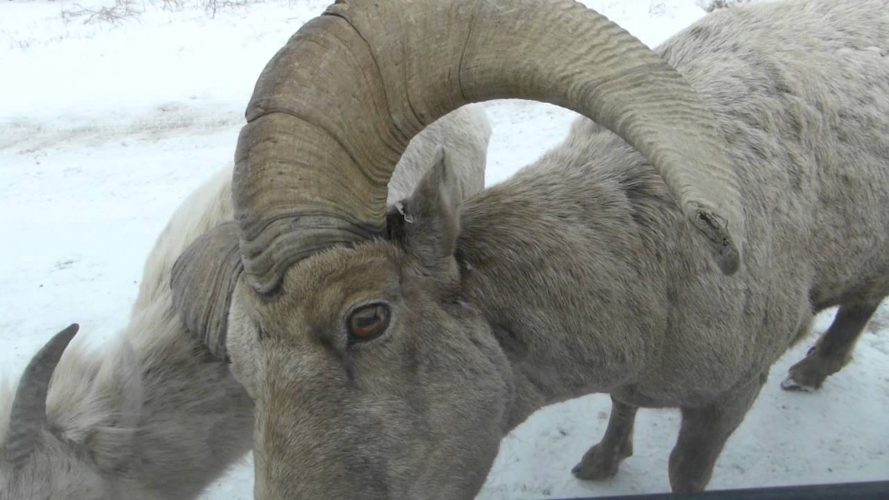 JACKSON HOLE ELK REFUGE YouTube