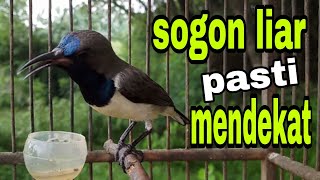 Pancingan sogon liar agar mendekat