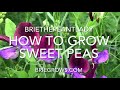 How to plant sweet peas