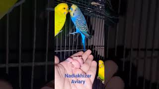 Budgerigar hatching 2k23