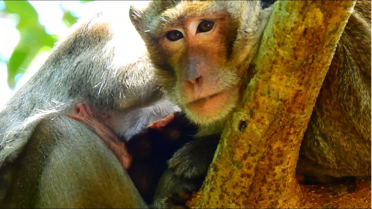 Aron Spending Time Close With Baby Monkey Ariana More Than Before. He ...