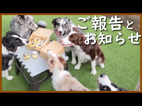 大事な【ご報告】とお知らせがあります！【ボーダーコリー】