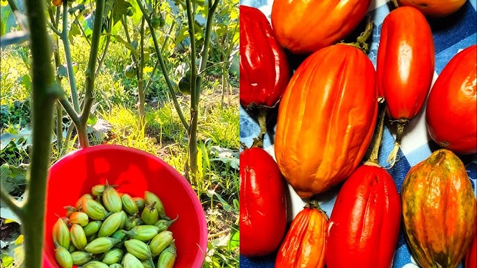 Colheita do jiló na Batistenha / Scarlet eggplant harvest 