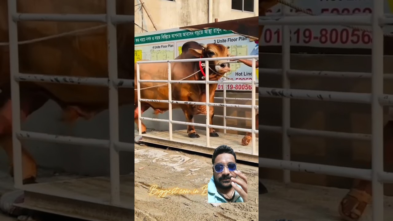 Biggest Hefty Bull 🐂🇧🇩🇧🇩 2024 