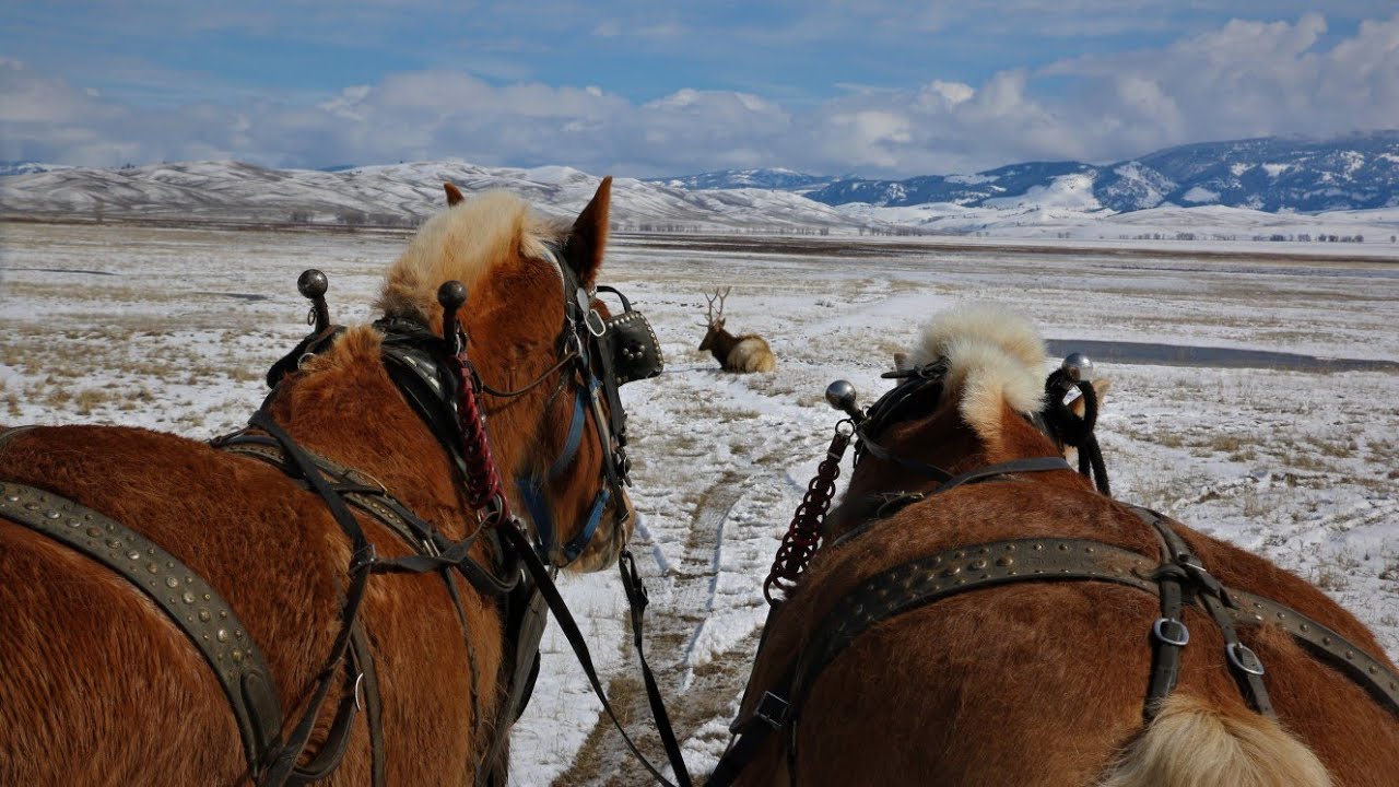 Wyoming National Elk Refuge in Jackson Hole YouTube