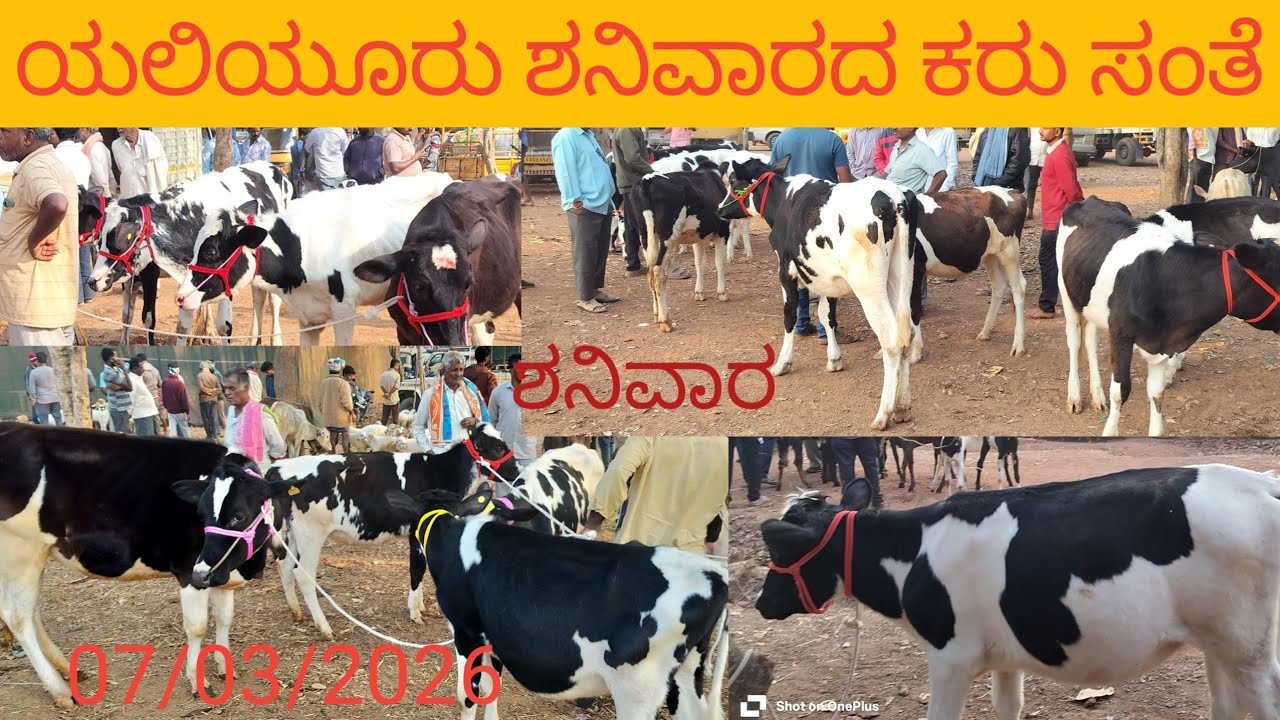 ಯಲಿಯೂರು ಹಸು ಮತ್ತು ಕುರಿಗಳ ಸಂತೆ | Yaliyuru Every Saturday Market Near Devanahalli.# cow market 