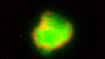 Strong inter-population cooperation leads to partner intermixing in microbial communities. Video 5.