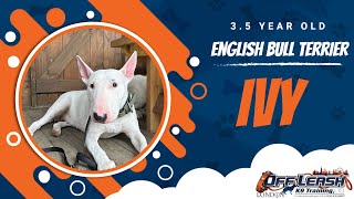 Best English Bull Terrier Dog Training Ivy Dog Training In London