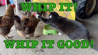 Cats inspired by DEVO to defend their dinner!
Buttons (long-hair) and Schroeder (black-and-white) are inspired by DEVO to defend their dinner.
“We have horses, we have cats,
Chicken, ducks, and even bats! (and the occasional dog)
http://www.annshorsefarm.com (our site)
http://annshorsefarm.com/franciss-blog/ (our daily blog) Cats inspired by DEVO to defend their dinner!