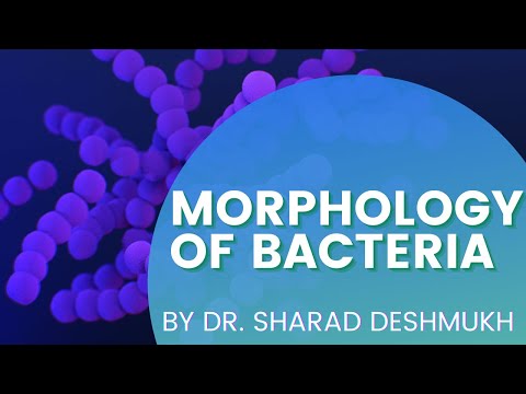 بیکٹیریا کی مورفولوجی | SIZE | شکل | انتظامات