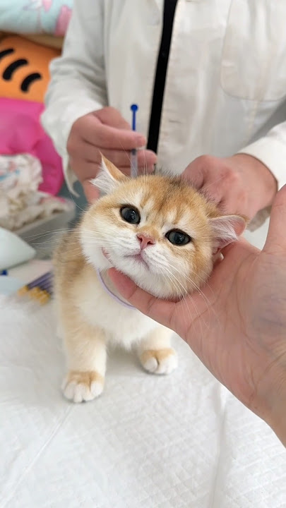 REAKSI KUCING KECIL KETIKA PERTAMA KALI DISUNTIK