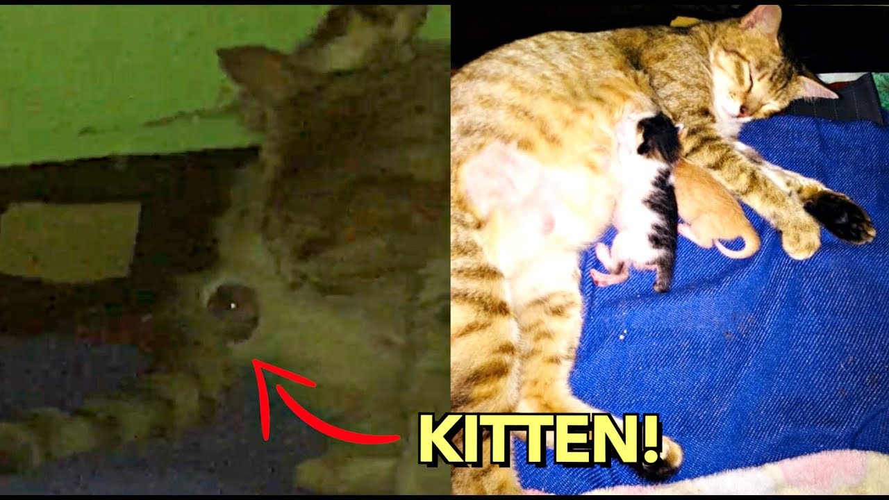 rescued kittens stories GIVING BIRTH to KITTENS VIDEO 😍 MAMACAT for the FIRST TIME! 🙏