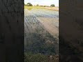 Newly Planted Rice Fields