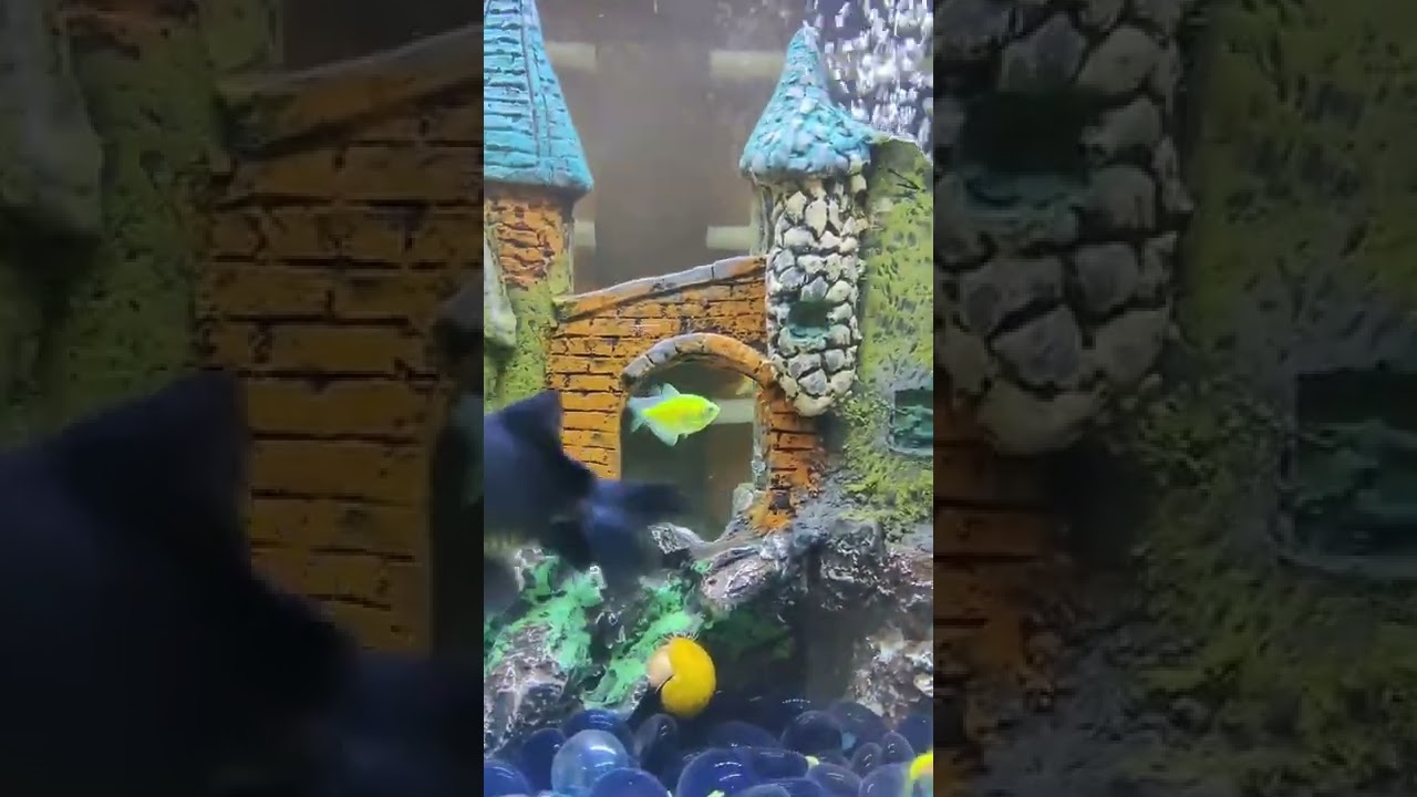 Innovative Aquarium Ideas.  