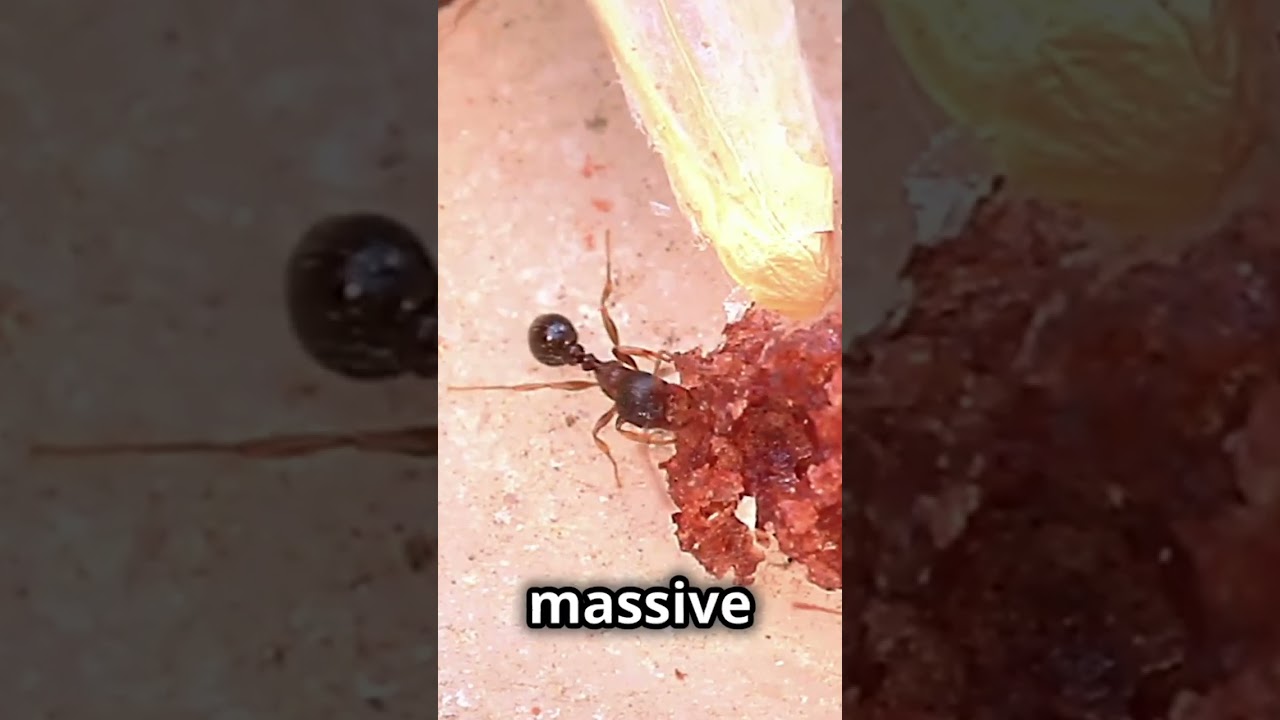 A Massive Ant Supercolony Exists Across Continents—Here’s How