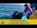 Petting and Kissing Whales in San Ignacio, Baja, Mexico