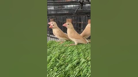 💥💝 FAWN JAVA FINCH 💝💥#shorts