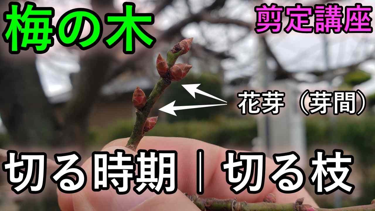 梅の木は「切る時期」と「切る枝」だけ覚えればうまくいく ｜ 花芽と