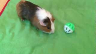 Guinea Pig Extreme Popcorning