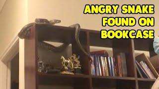 Разгневанная шестифутовая змея найдена на семейном книжном шкафу