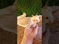 Adorable cockatiel singing 🐦😍 #shorts #cockatiel #yellowcockatiel48