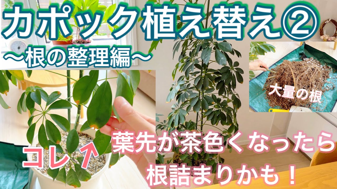 観葉植物 カポック植え替え 葉先が茶色くなったら根詰まりかも 鉢の大きさを変えずに植え替える Youtube 観葉植物 カポック植え替え 葉先が茶色くなったら根詰まりかも 鉢の大きさを変えずに植え替える Youtube