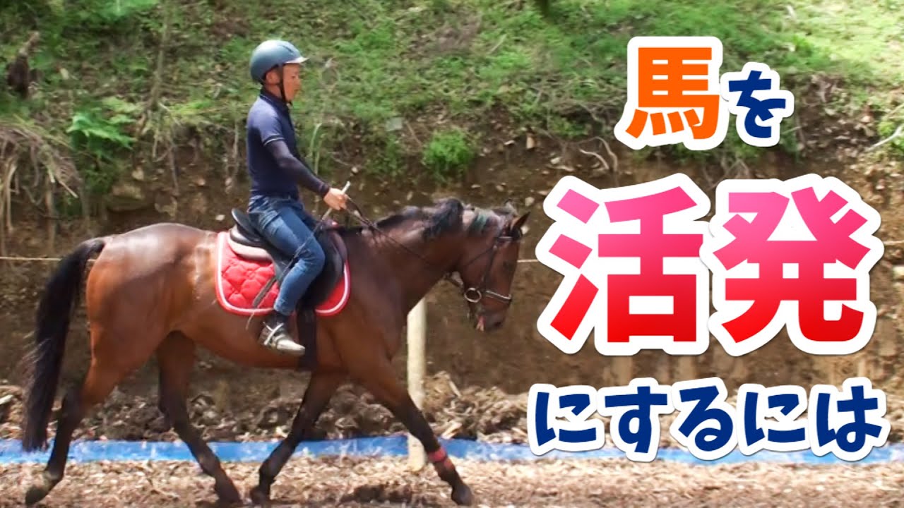 元気良く走りたい！馬を活発にしたい！/「速い」と「活発」の違いとは？