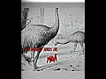 I M Da Biggest Bird Meme Shorts Memes mp3