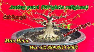 Cek harga dan Koleksi terbaru bonsai Santigi dll di Mas Heru Wa +62 889-8911-8001