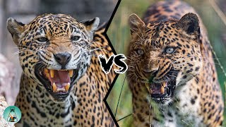 JAGUAR VS LEOPARD  PART II  Who would win?