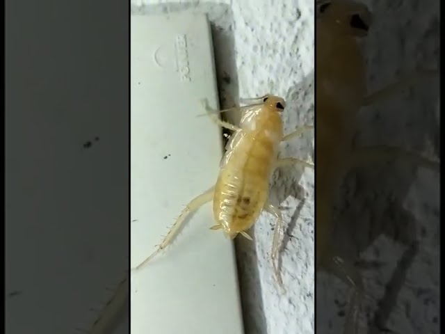 White cockroach || PVR TV special videos || Shorts class=